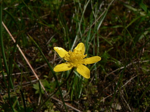 ranunculus occidentalis